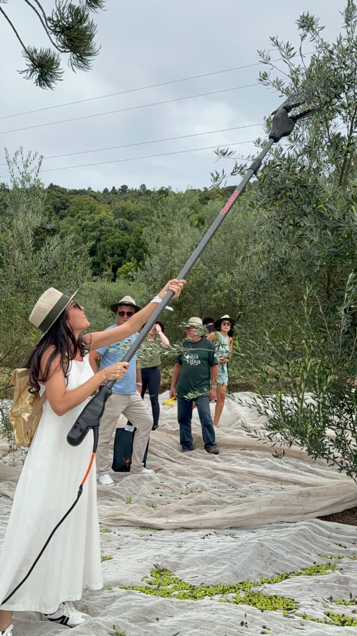Olivas de Gramado promove Festival do Azeite com experiências imersivas e sensoriais